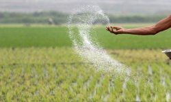 توزیع ۱۰ هزار تن کود کشت بهاره بین کشاورزان لرستانی