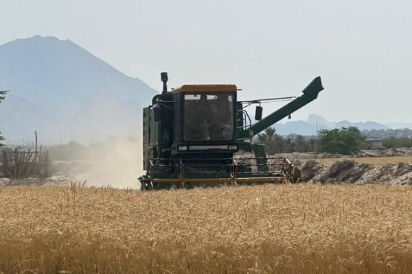 پیش بینی خرید ۱۳۲ هزار تن گندم و کلزا توسط تعاون روستایی لرستان